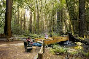 Scenic photo at Muir Woods