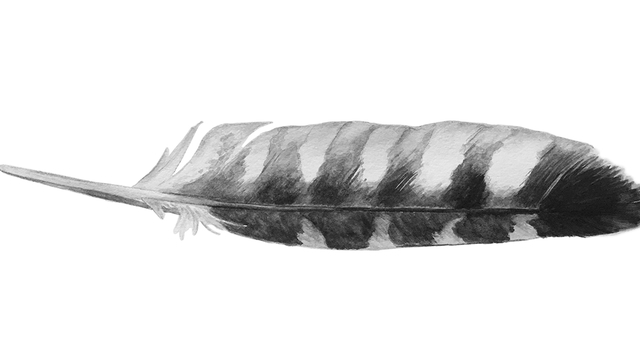 Red-shouldered hawk feather, illustration by Lora Roame