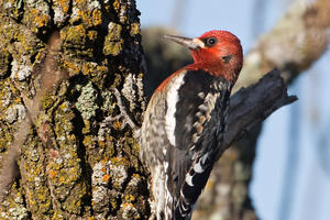 Red-breasted Sapsucker