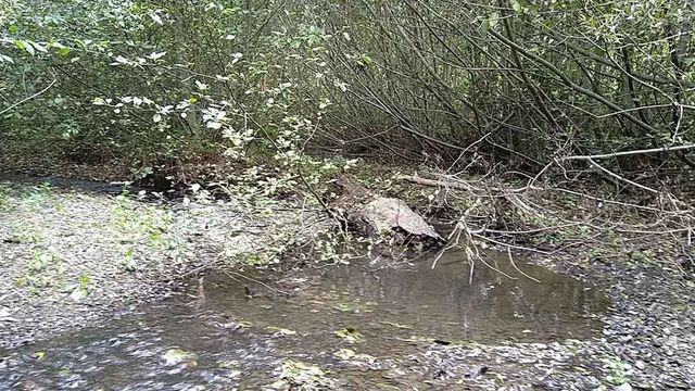 Fallen trees and branches become habitat for fish and frogs in Redwood Creek.