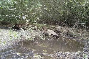 Fallen trees and branches become habitat for fish and frogs in Redwood Creek.