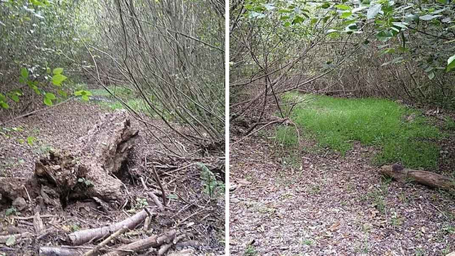 A side by side comparison showing Redwood Creek before restoration efforts.