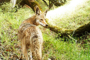 Coyote on Mount Tamalpais