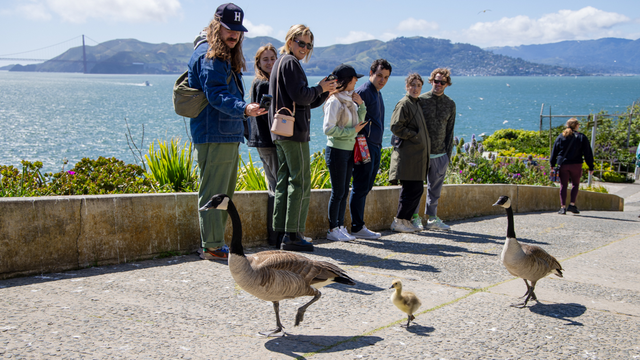 A group of Alcatraz visitors admire a family of geese walking through the historic landmark