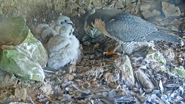 A Peregrine Falcon tends to its hatchlings at its Alcatraz Island nest.