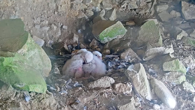 Peregrine Falcon chicks huddled together in their nest at Alcatraz Island