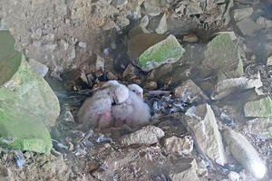Peregrine Falcon chicks huddled together in their nest at Alcatraz Island
