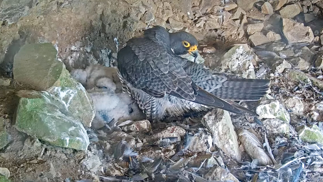 A Peregrine Falcon grooming itself at its nest with baby chicks at Alcatraz Island