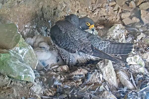 A Peregrine Falcon grooming itself at its nest with baby chicks at Alcatraz Island