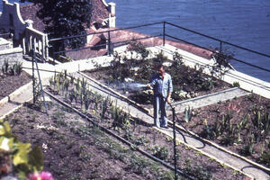 A historical photo of an incarcerated gardener watering plants in the gardens of Alcatraz. 