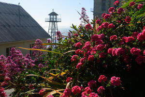 Alcatraz historic gardens 