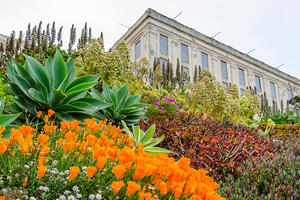 Flowers at the Alcatraz Gardens