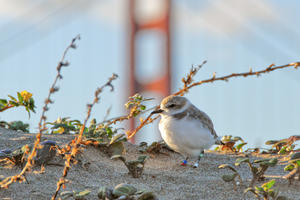 A Western snowy plover 