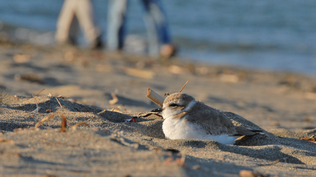 Western snowy plovers enjoying the beach