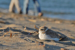 Western snowy plovers enjoying the beach