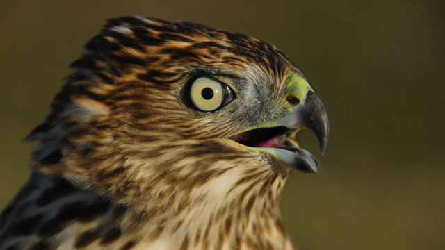 A close up of a hawk
