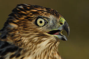 A close up of a hawk