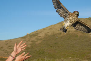 Hands release a hawk