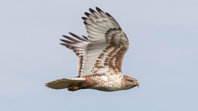 A Ferruginous Hawk is captured flying past Hawk Hill in November of 2016.