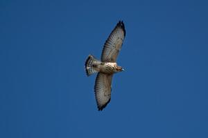 Broad-winged Hawk