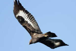 Golden Eagle