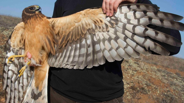 Northern Harrier