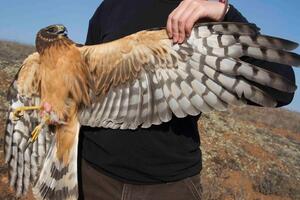 Northern Harrier