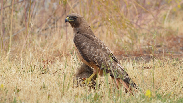 Red-tailed Hawk