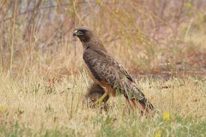 Red-tailed Hawk