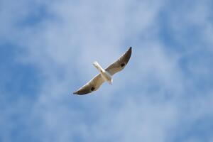 White-tailed Kite