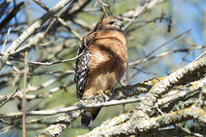Red-shouldered Hawk