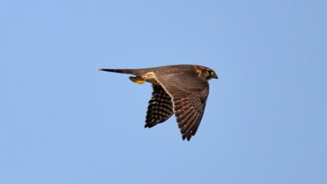 Merlin