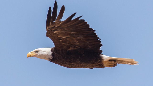 Bald Eagle