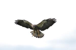 Swainson's Hawk