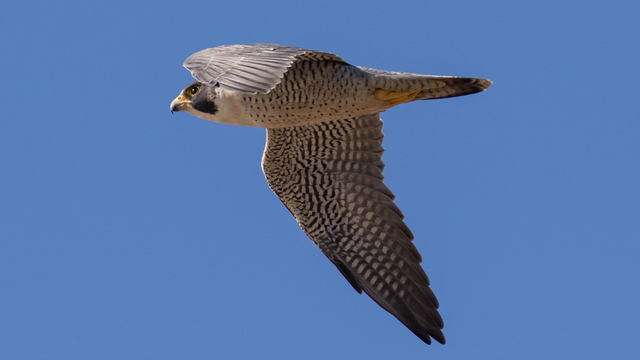 Peregrine Falcon
