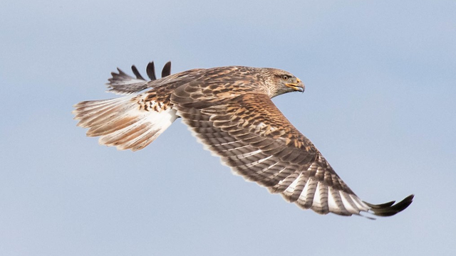 Ferruginous Hawk