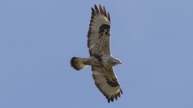 Rough-legged Hawk