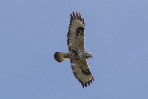 Rough-legged Hawk