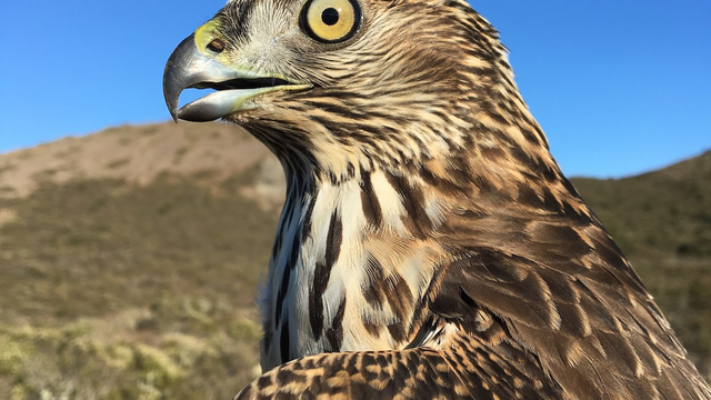 Northern Goshawk