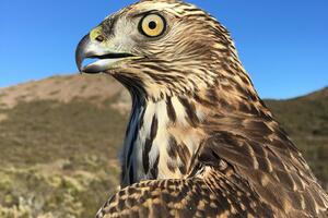 Northern Goshawk