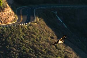 A raptor in flight above the Marin Headlands.