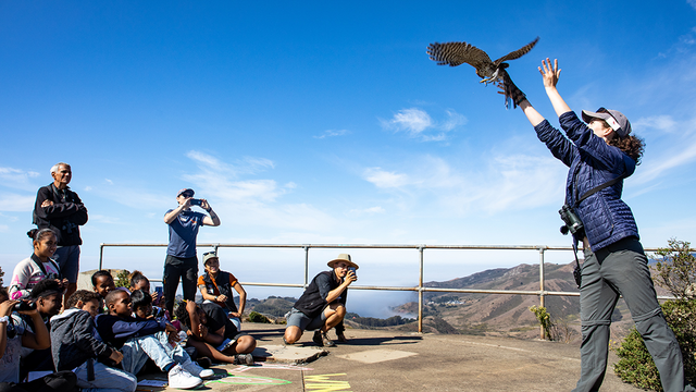 A Golden Gate Raptor Observatory volunteer releases a bird for the educational youth program Migratory Stories.