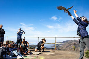 A Golden Gate Raptor Observatory volunteer releases a bird for the educational youth program Migratory Stories.