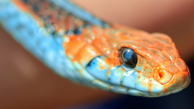 A close up of the San Francisco Garter Snake