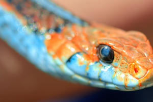 A close up of the San Francisco Garter Snake
