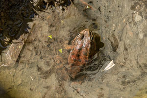 California red-legged frog