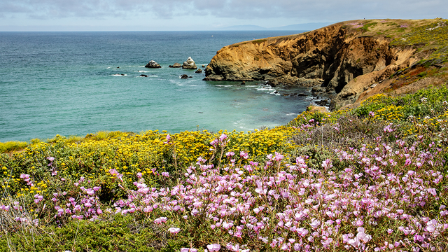 Wildflowers at Mori Point