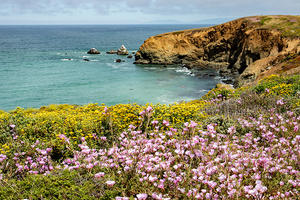 Wildflowers at Mori Point