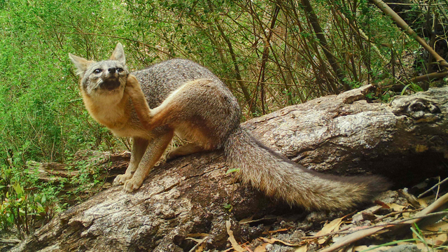 A gray fox sits atop a log in the woods of mount tamalpais scratching its ear with its foot.