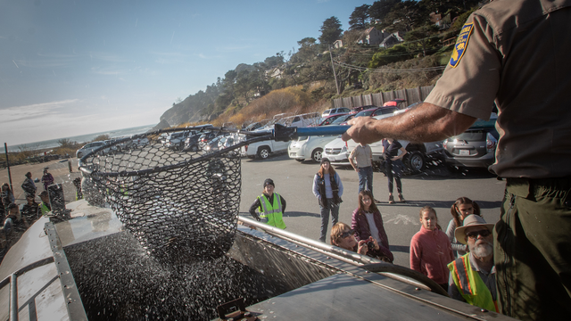 Man holding fishing net with juvenile coho salmon in it. He's about to hand it over to a research to re-release it in Redwood Creek. 